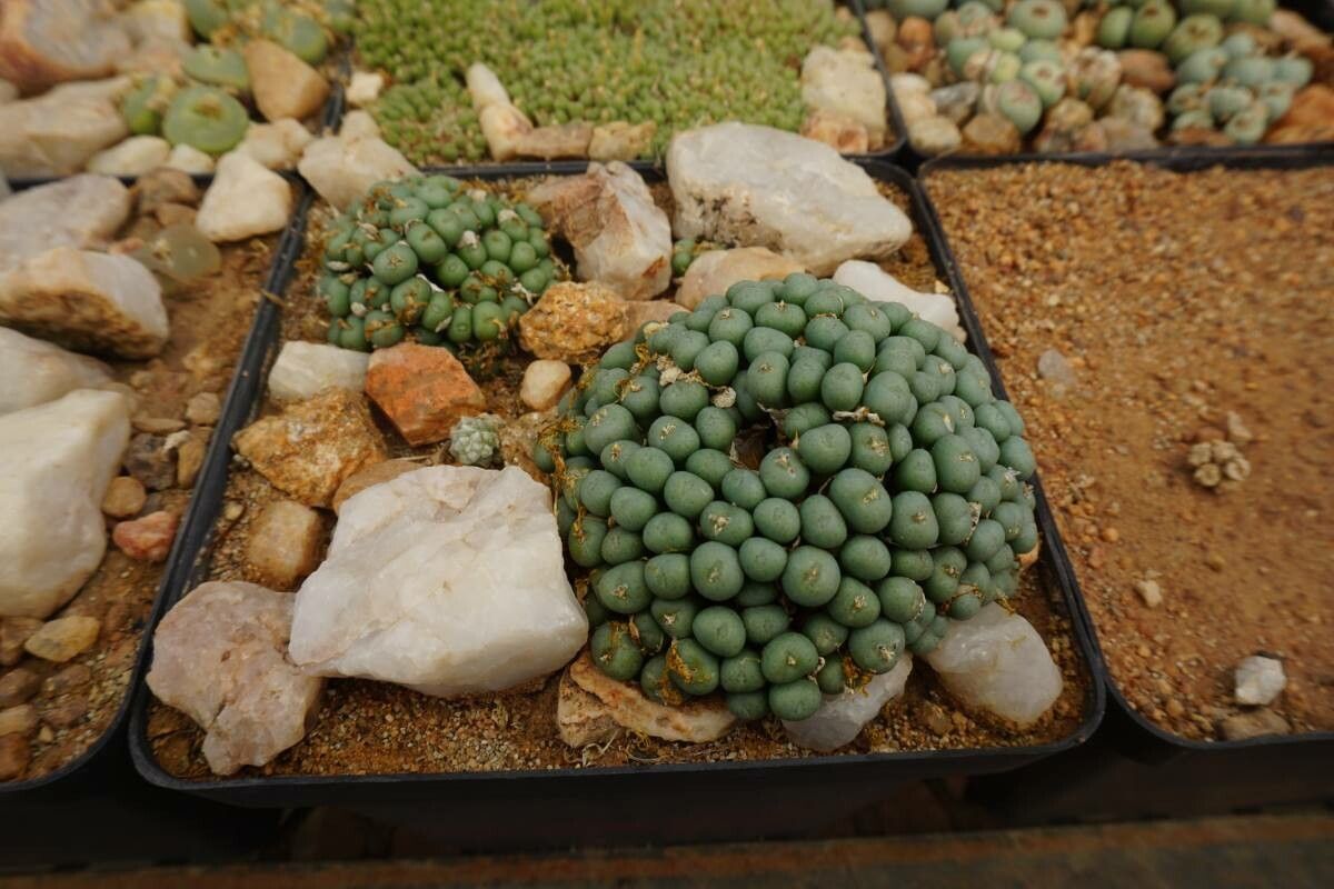 Conophytum hians bark