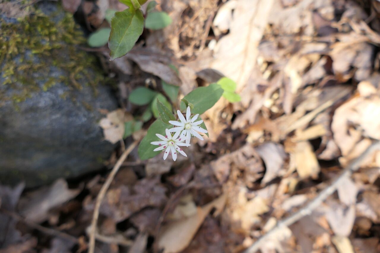 Stellaria pubera flower