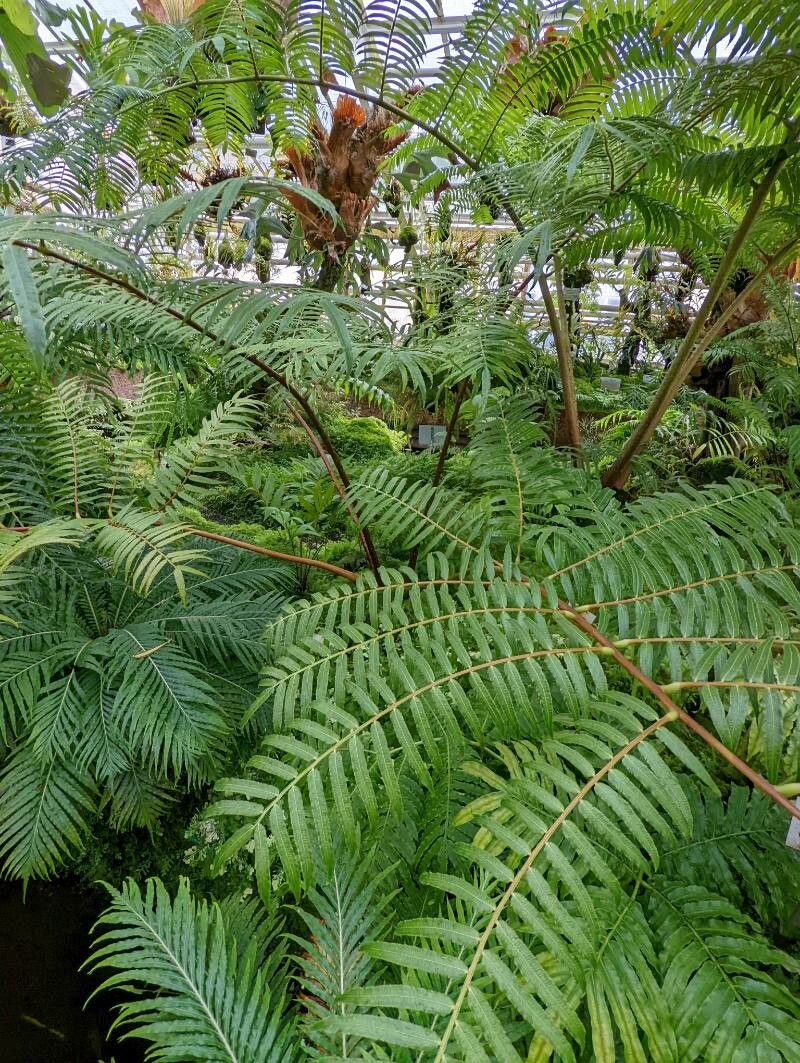 Ptisana fraxinea leaf
