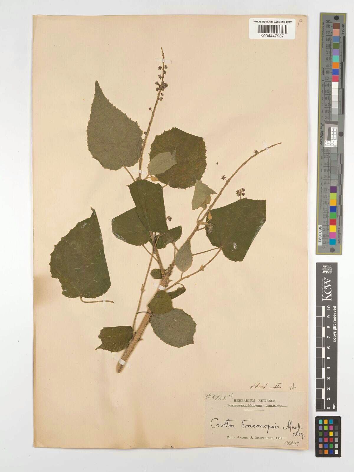 Croton draconopsis — houseplant care guide