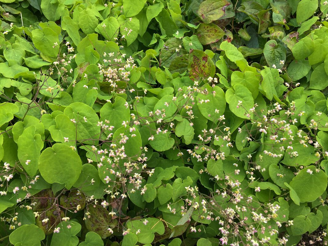 Epimedium pubigerum flower