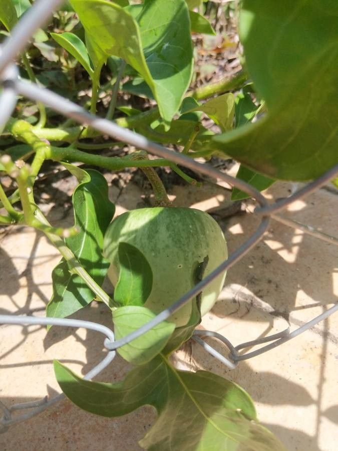 Solanum wendlandii fruit
