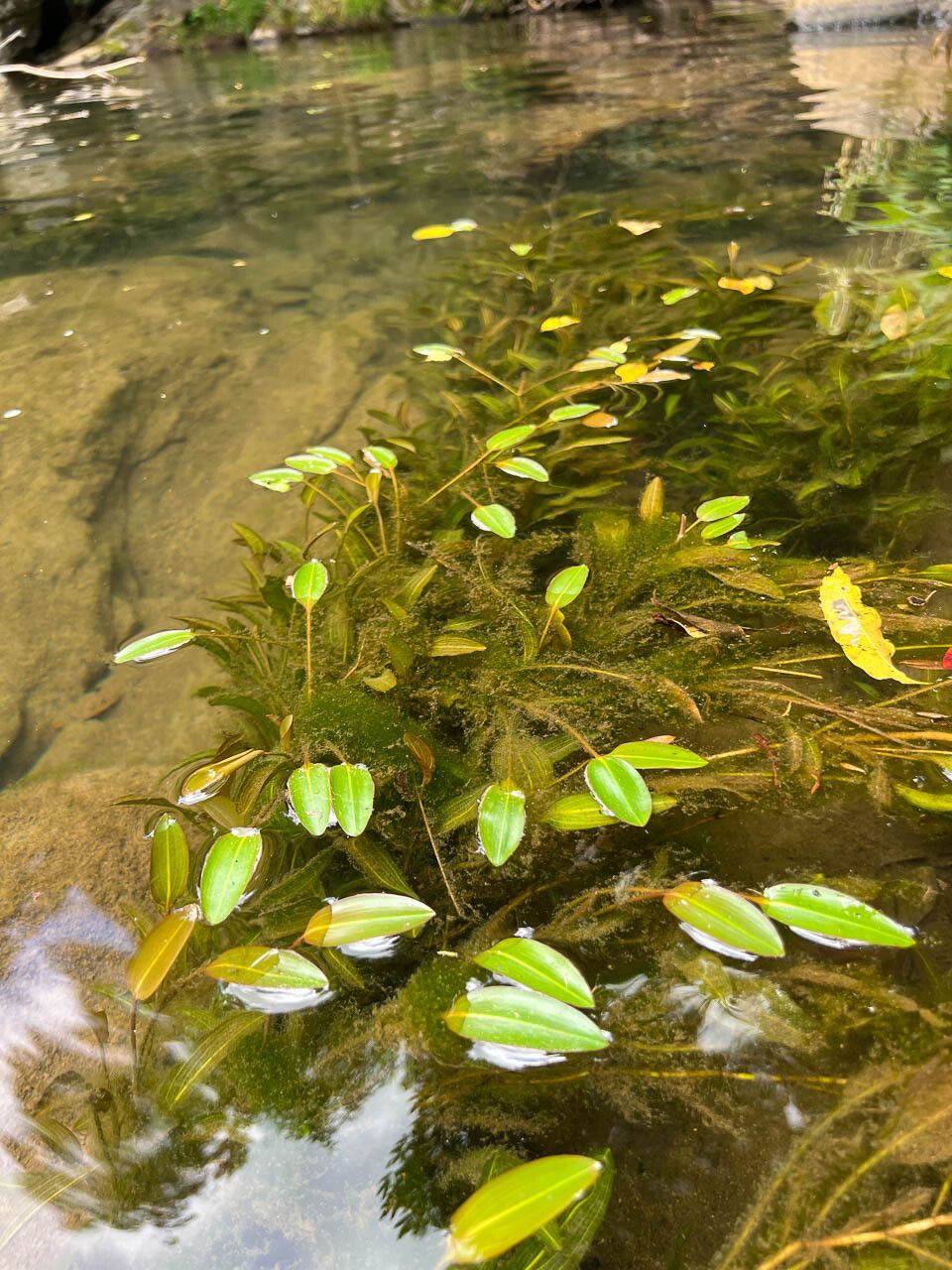 Potamogeton × fluitans leaf