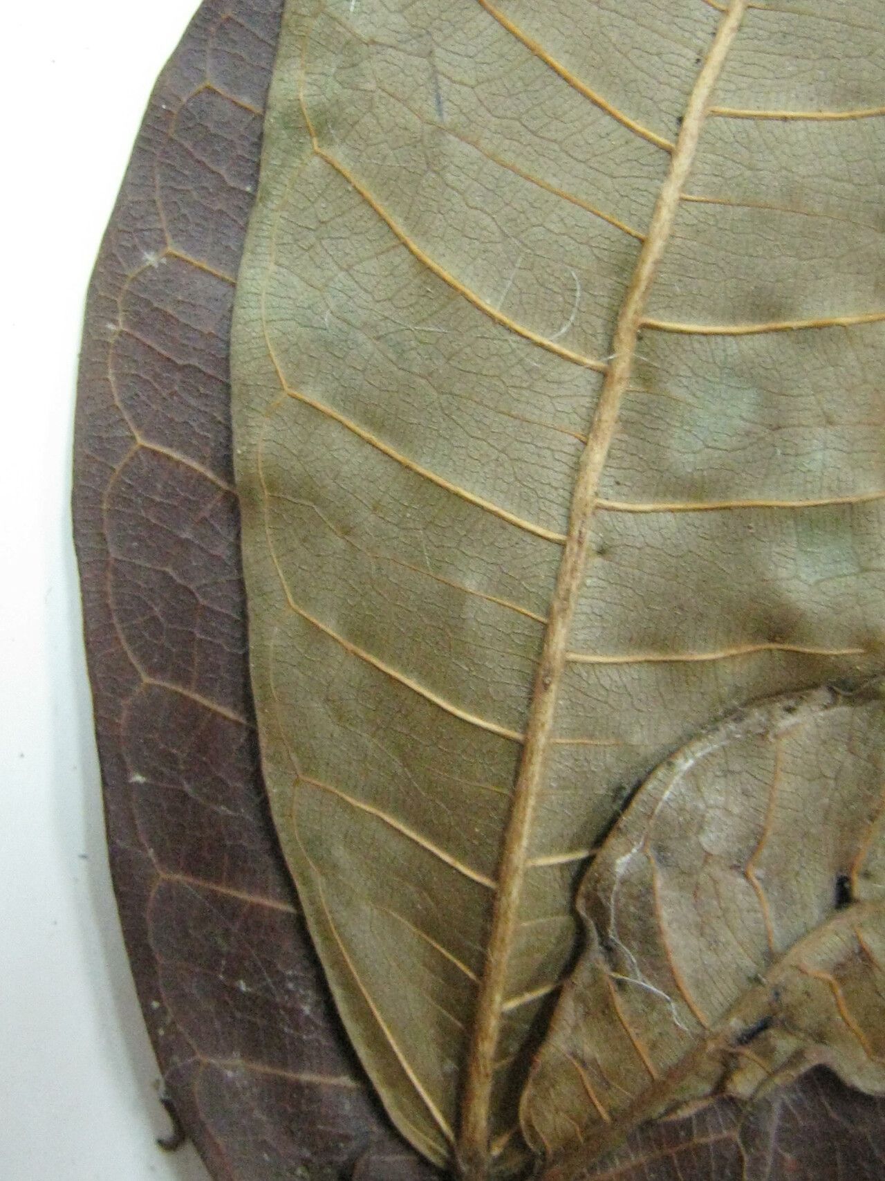 Ficus maroniensis — houseplant care guide