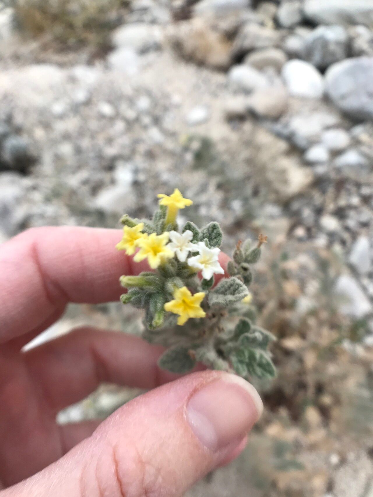 Heliotropium arbainense flower