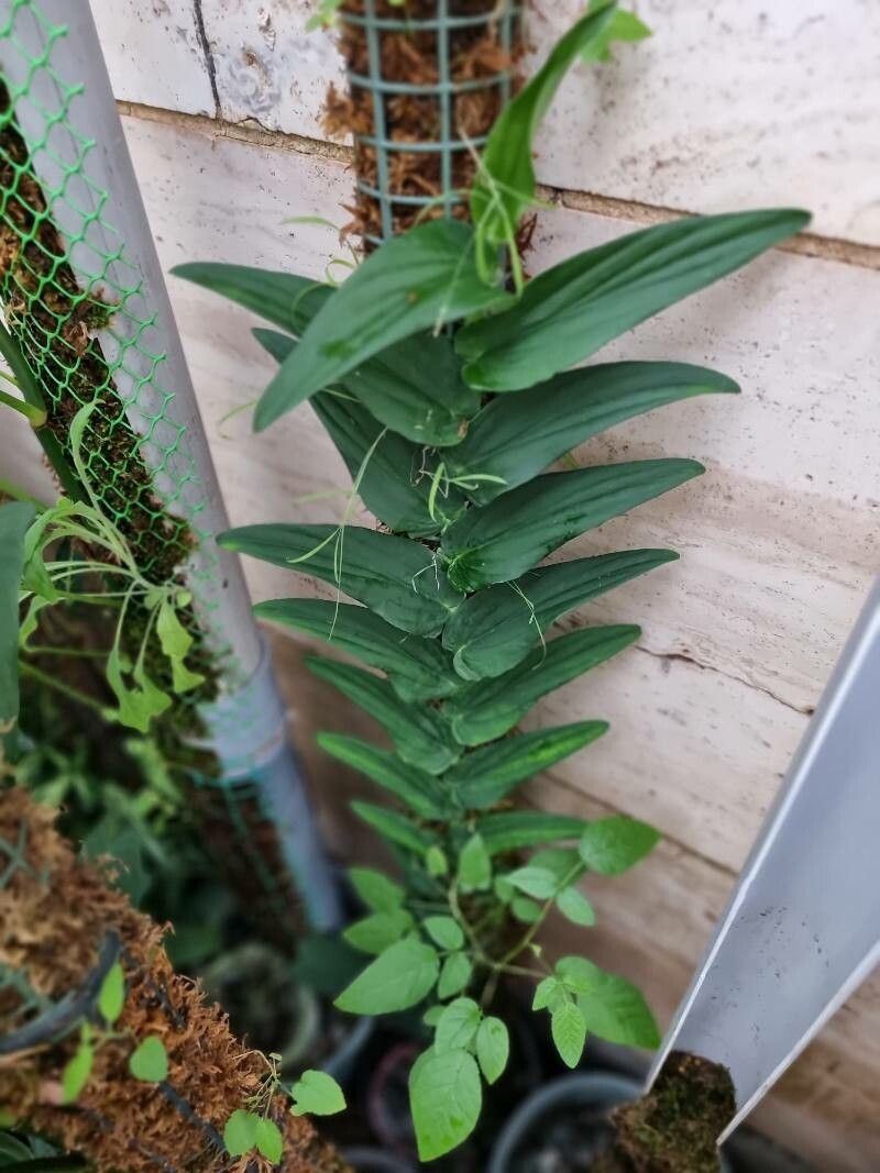 Rhaphidophora tenuis — search result for 'Rhaphidophora'