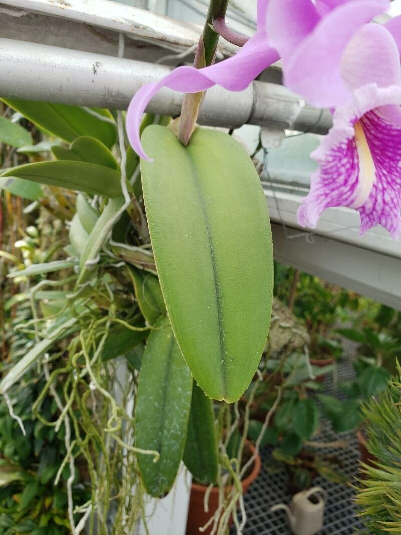 Cattleya dowiana — search result for 'Cattleya'