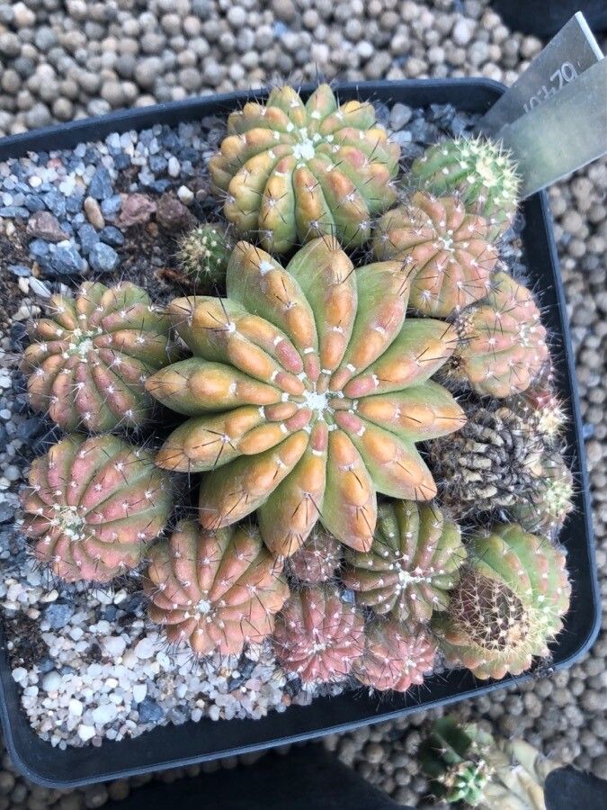 Echinopsis calochlora leaf