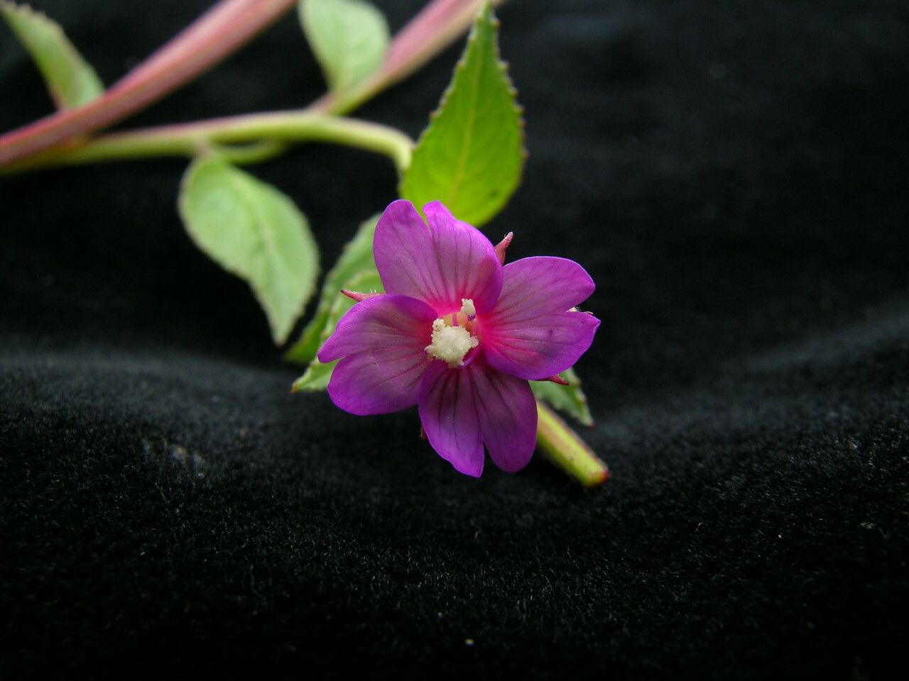 Epilobium sikkimense — search result for 'Epilobium'