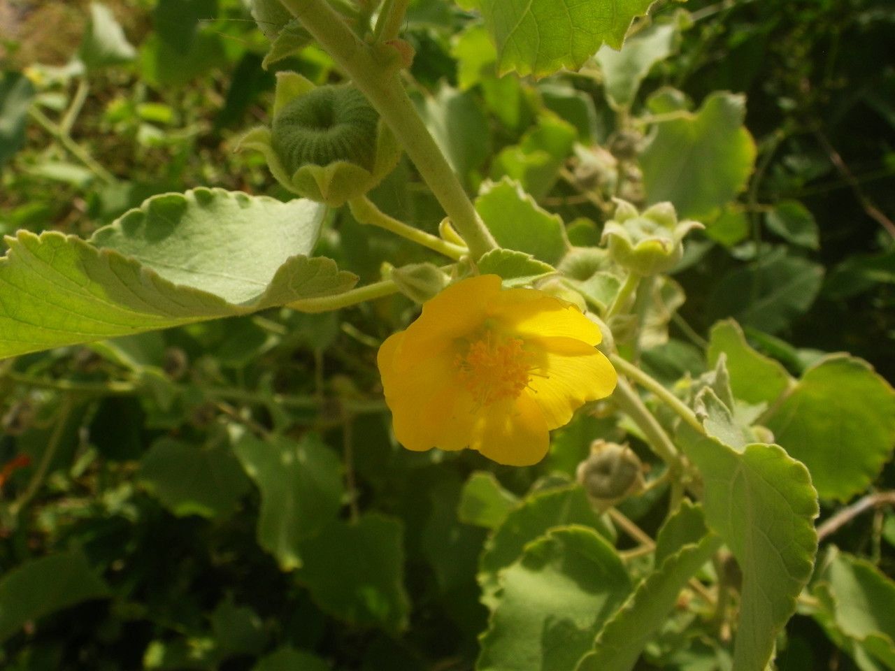 Abutilon pannosum flower