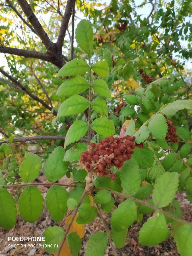 Rhus coriaria flower
