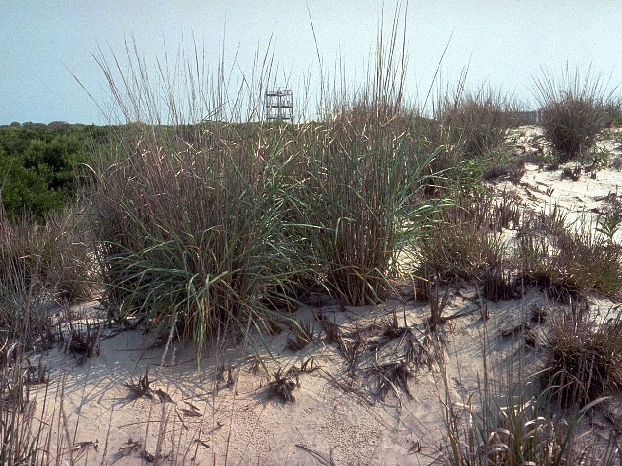 Panicum amarum habit