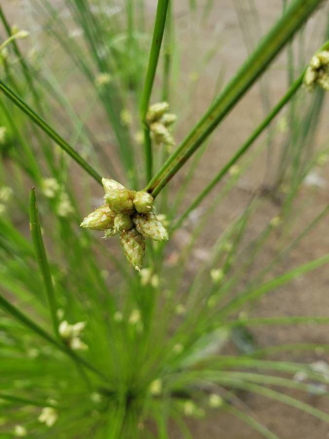 Scirpoides holoschoenus flower