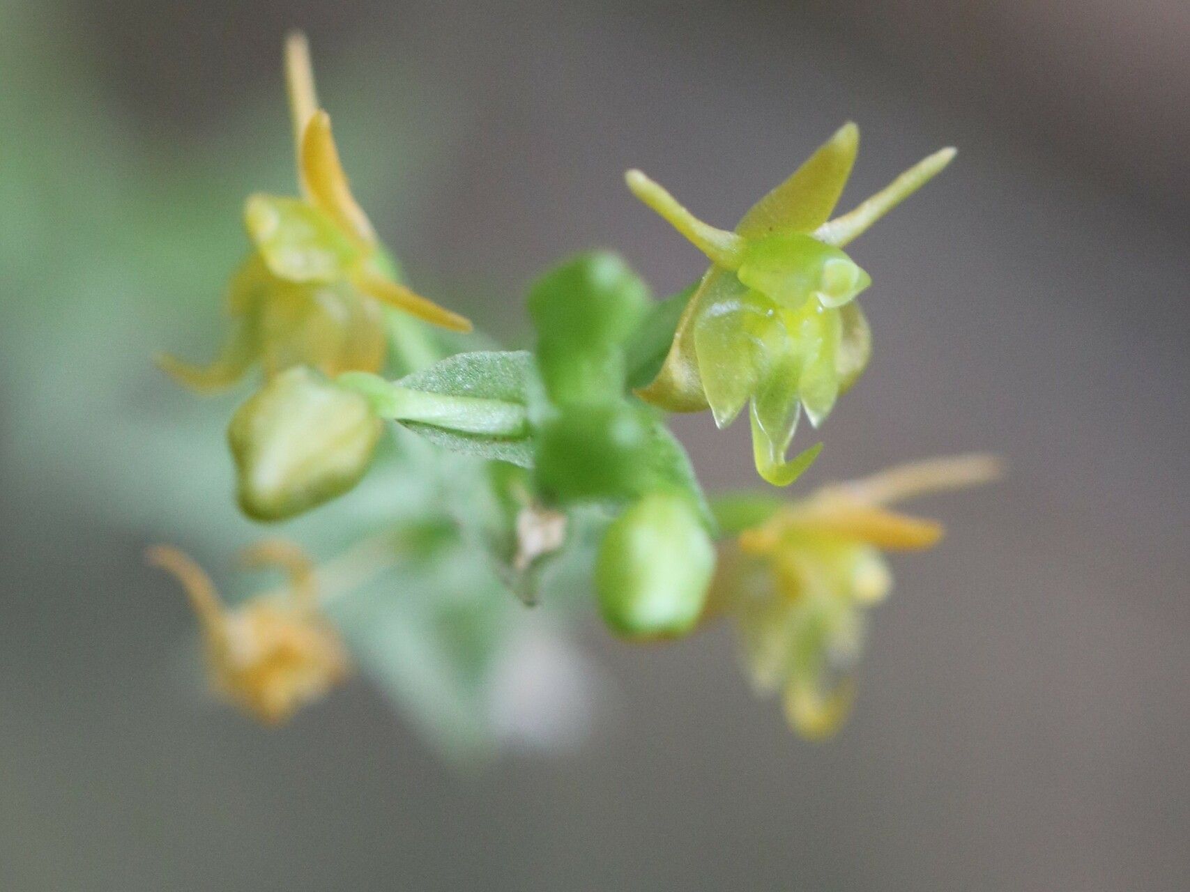 Liparis tridens — houseplant care guide