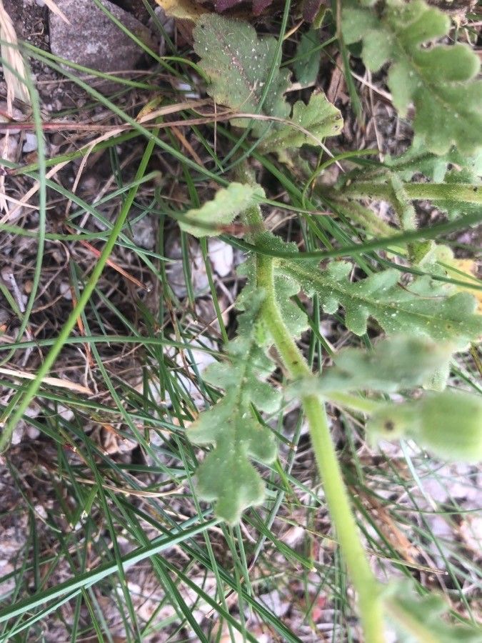 Senecio duriaei — houseplant care guide