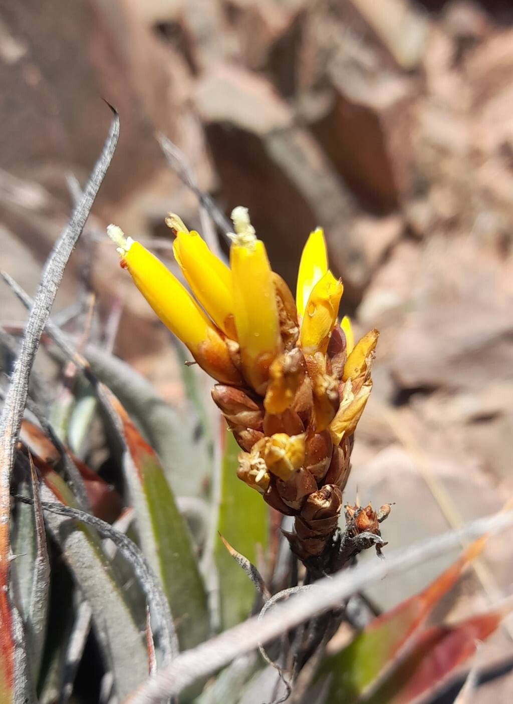 Deuterocohnia digitata flower