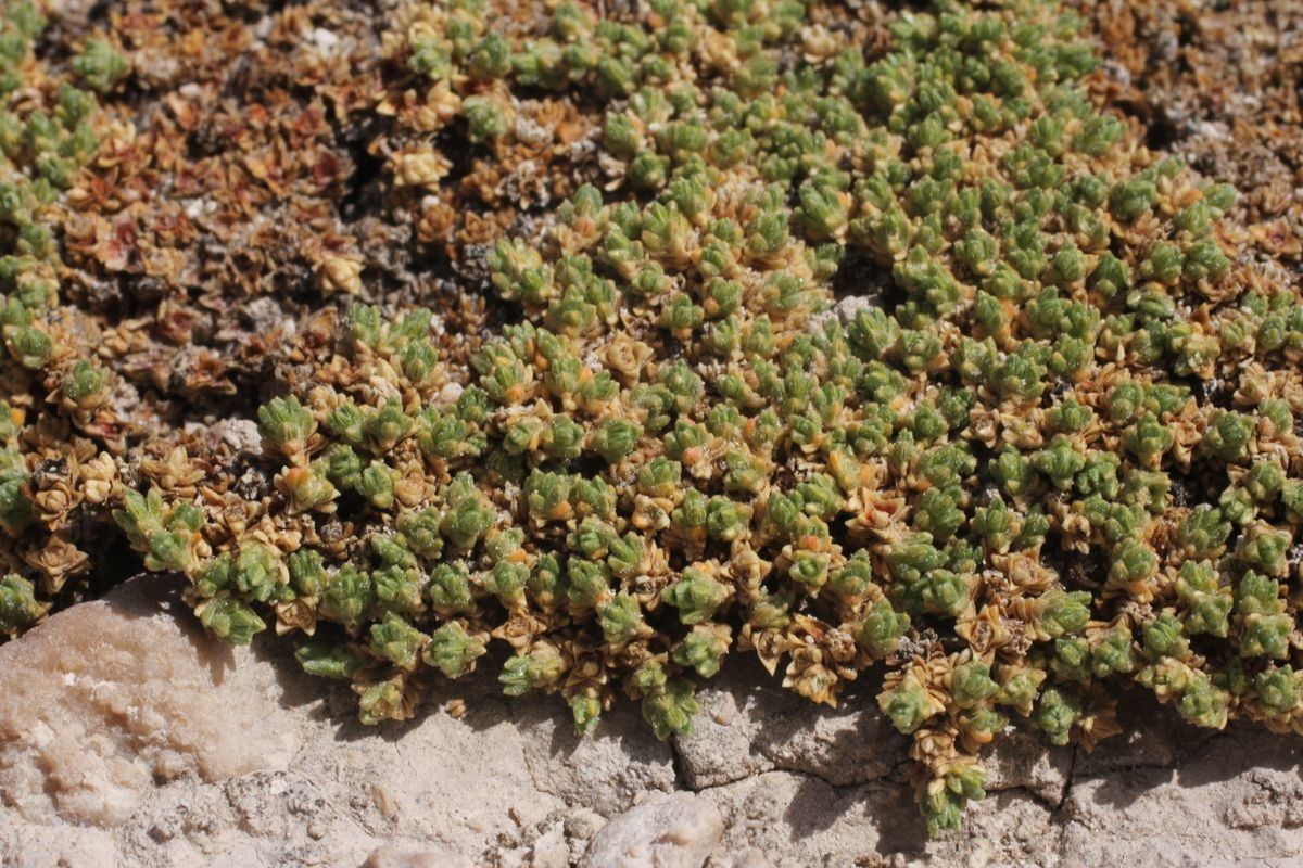 Frankenia triandra — houseplant care guide