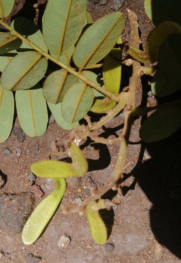 Machaerium biovulatum fruit