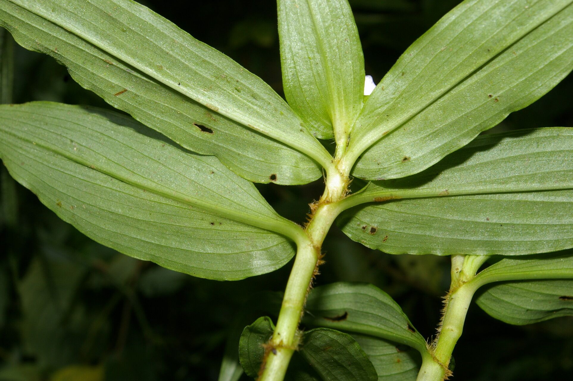 Tradescantia poelliae leaf