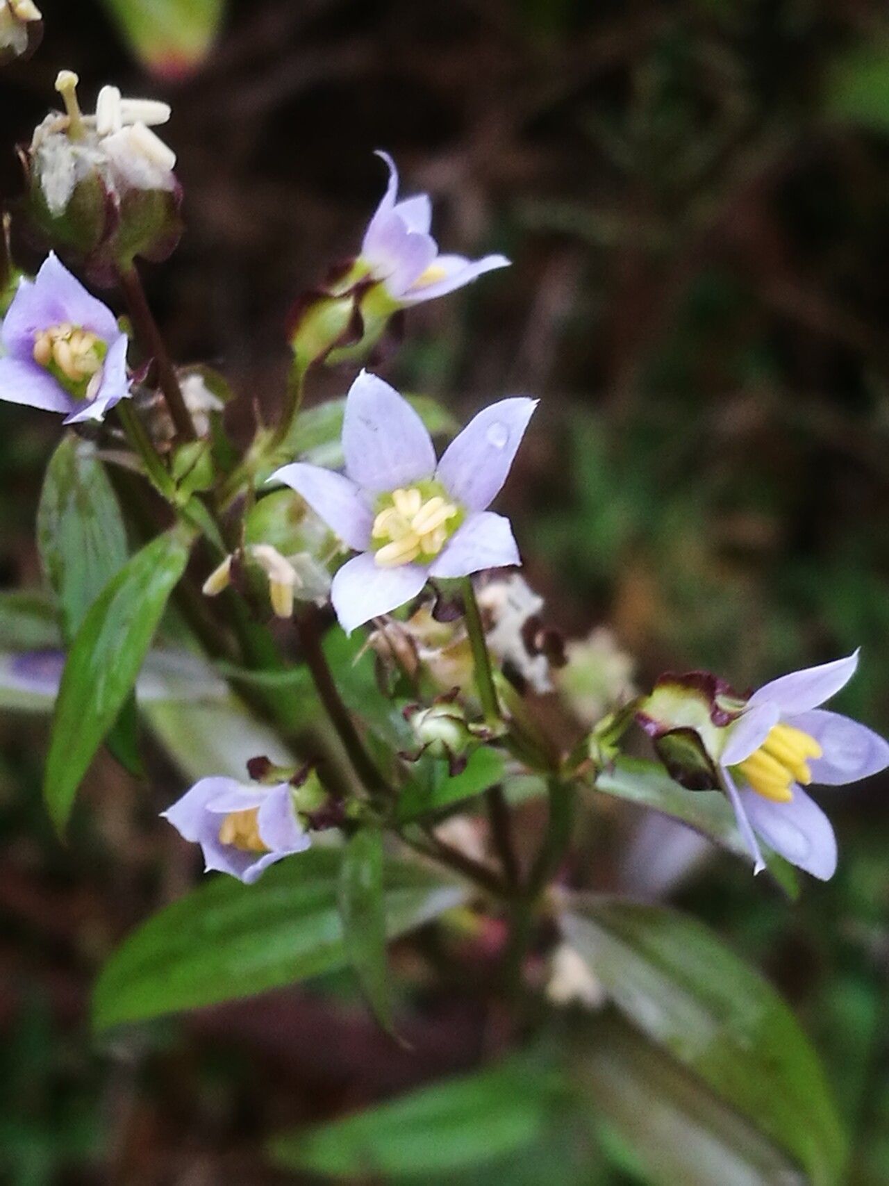 Exacum quinquenervium flower