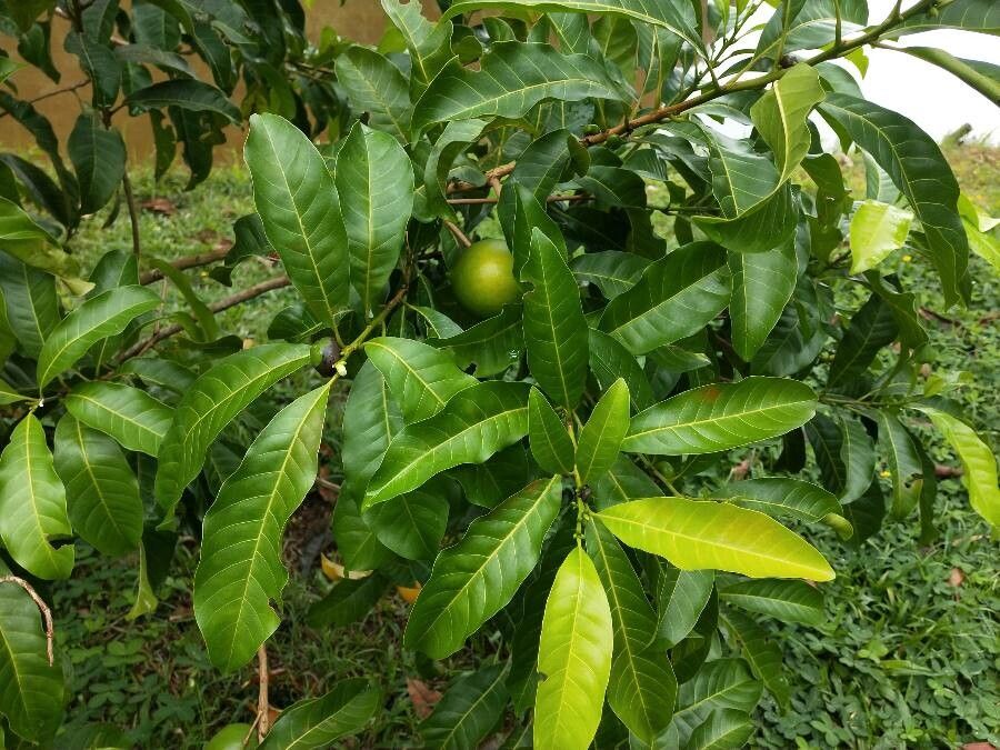 Pouteria caimito — search result for 'Pouteria'