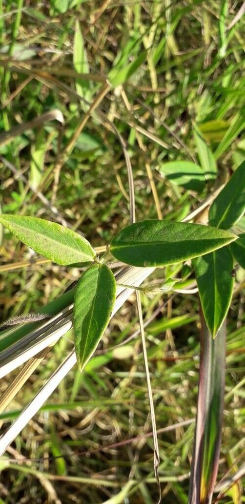 Clitoria falcata