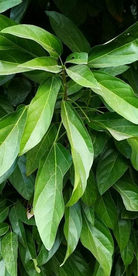 Scaphium scaphigerum — related species from the same genus