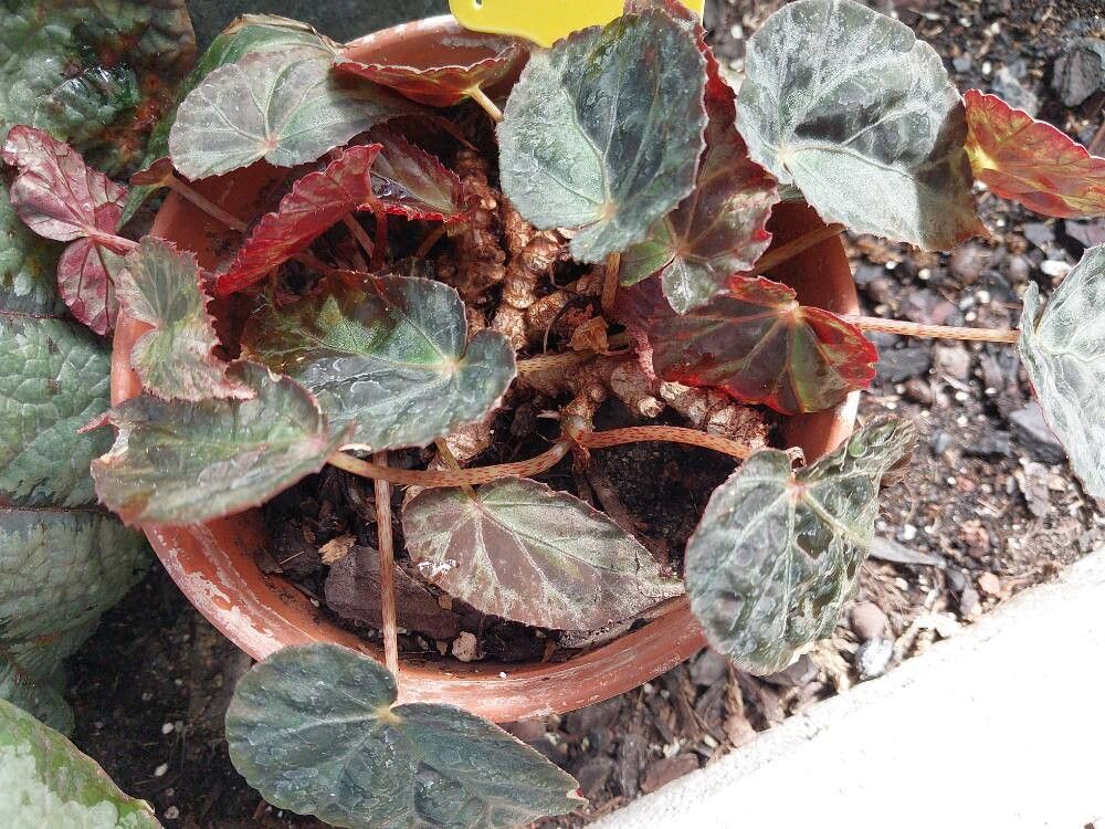 Begonia burkillii — houseplant care guide