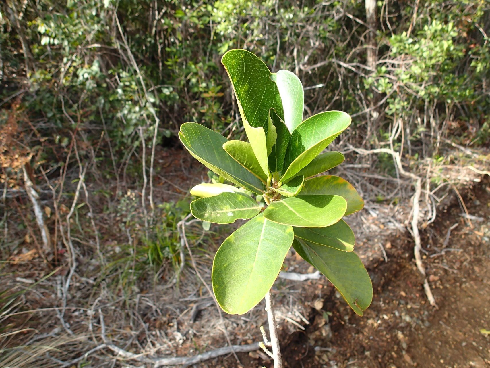 Deltaria brachyblastophora — search result for 'Thymelaeaceae'