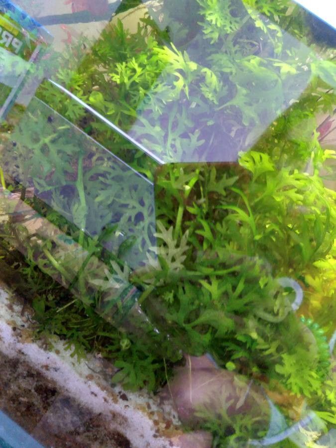 Ceratopteris thalictroides leaf