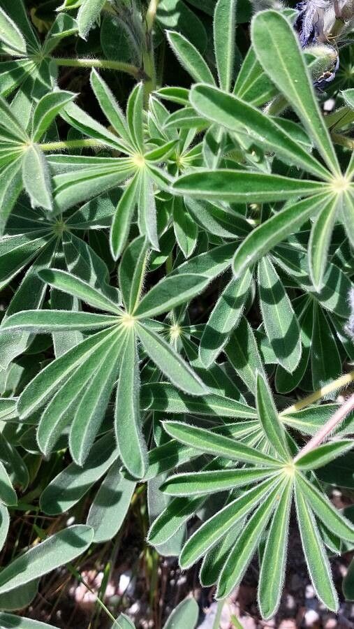 Lupinus pilosus leaf