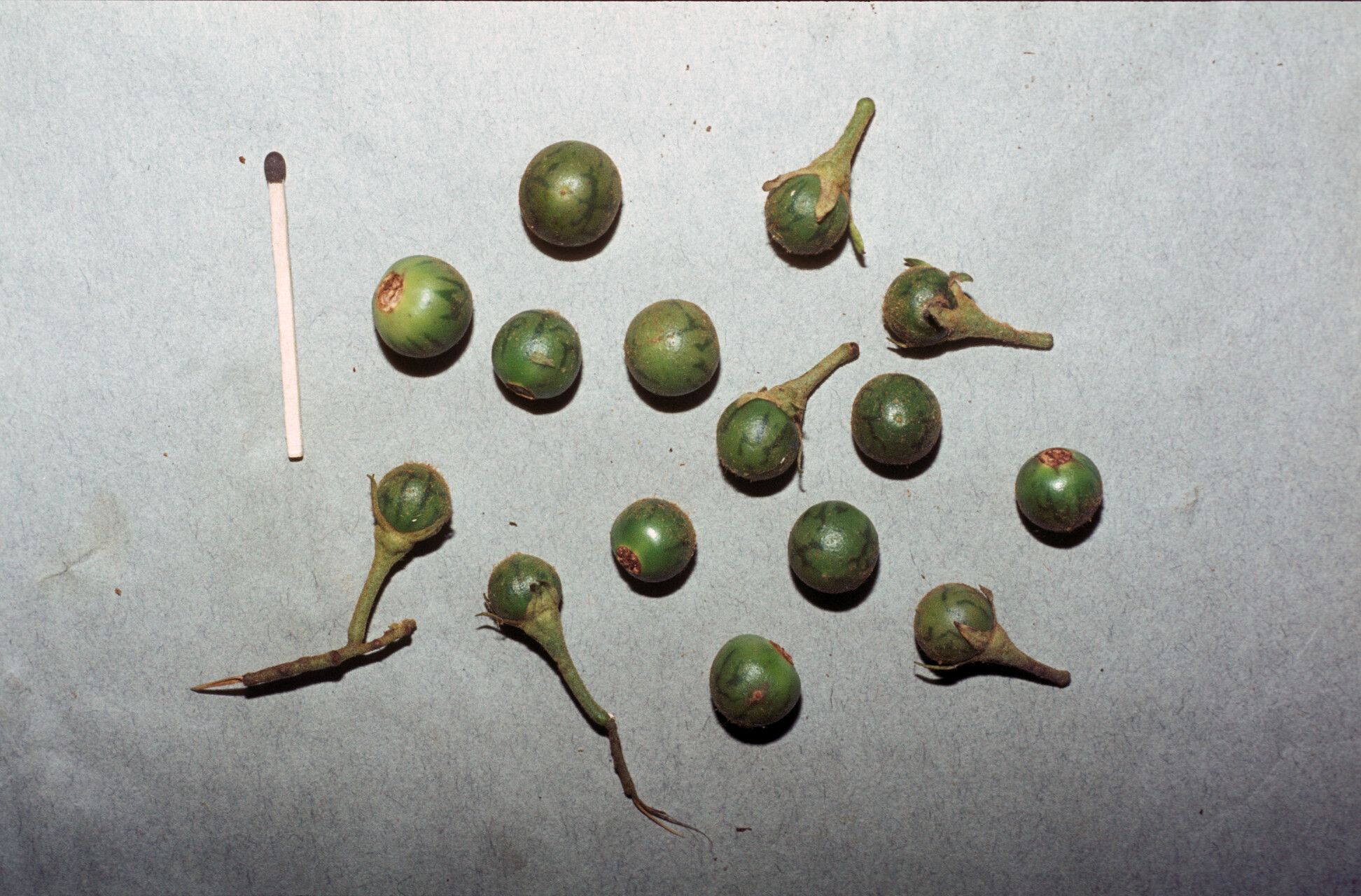 Solanum paludosum fruit
