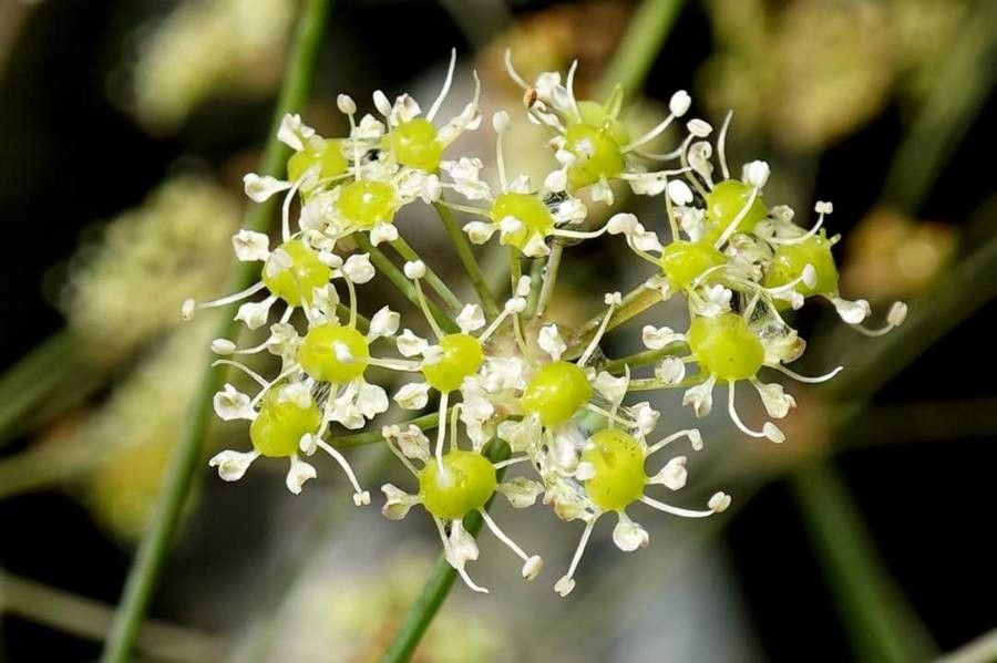 Laser trilobum flower