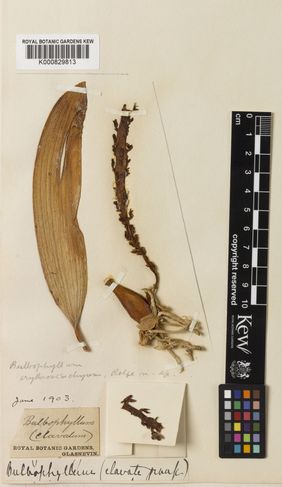 Bulbophyllum erythrostachyum — houseplant care guide