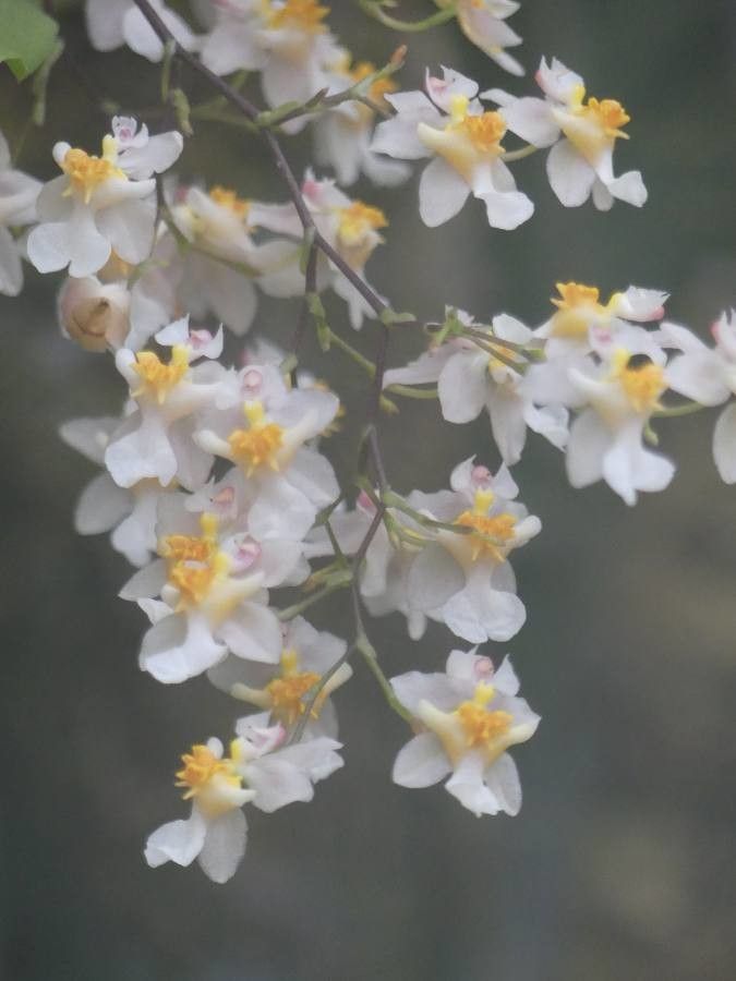 Phalaenopsis gibbosa — search result for 'Laos'