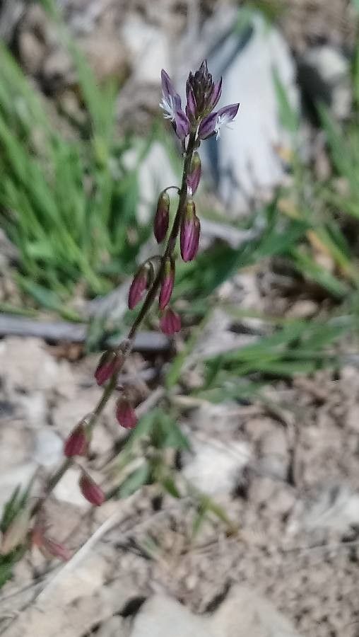 Polygala monspeliaca flower