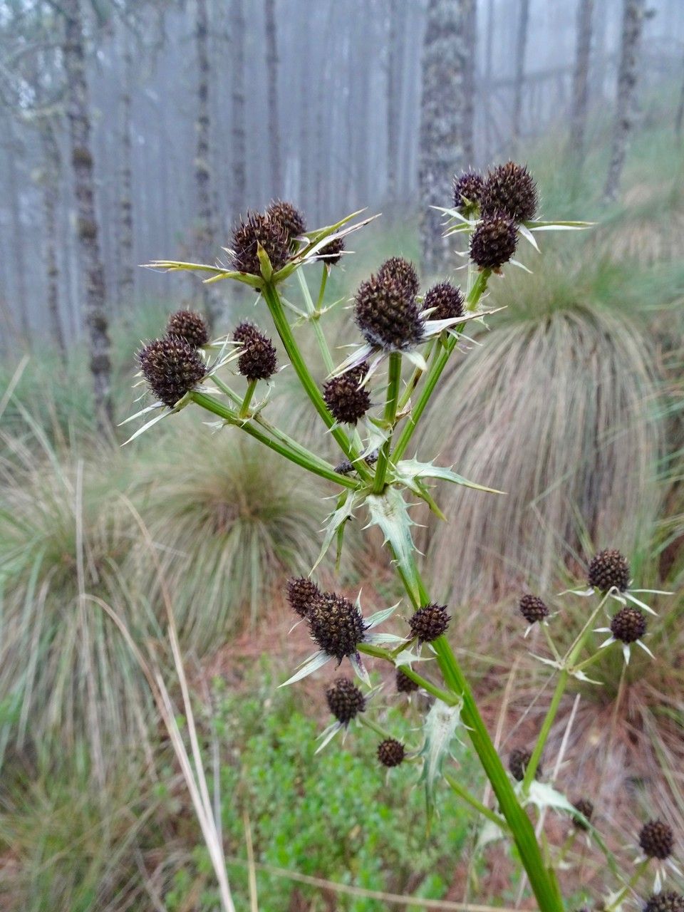 Eryngium deppeanum flower