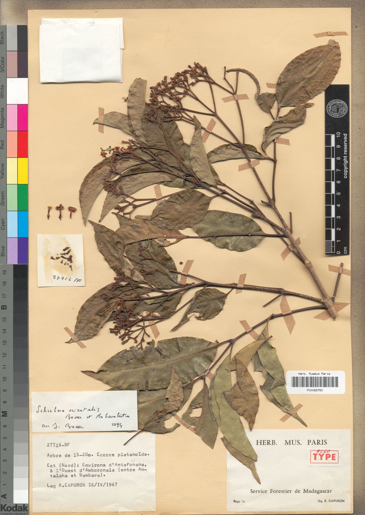 Schrebera orientalis — related species from the same genus