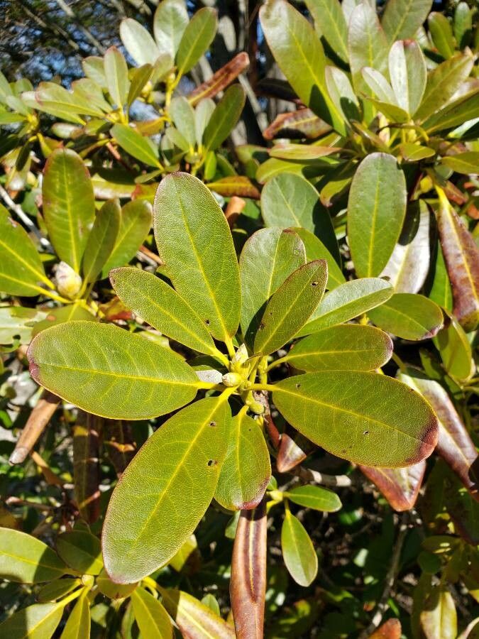 Rhododendron lapponicum