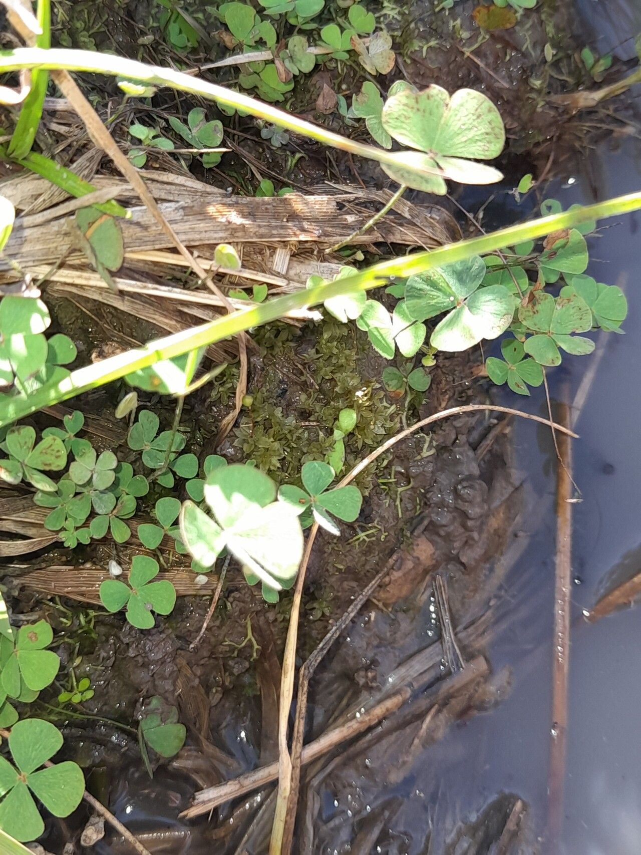 Marsilea ancylopoda — related species from the same genus