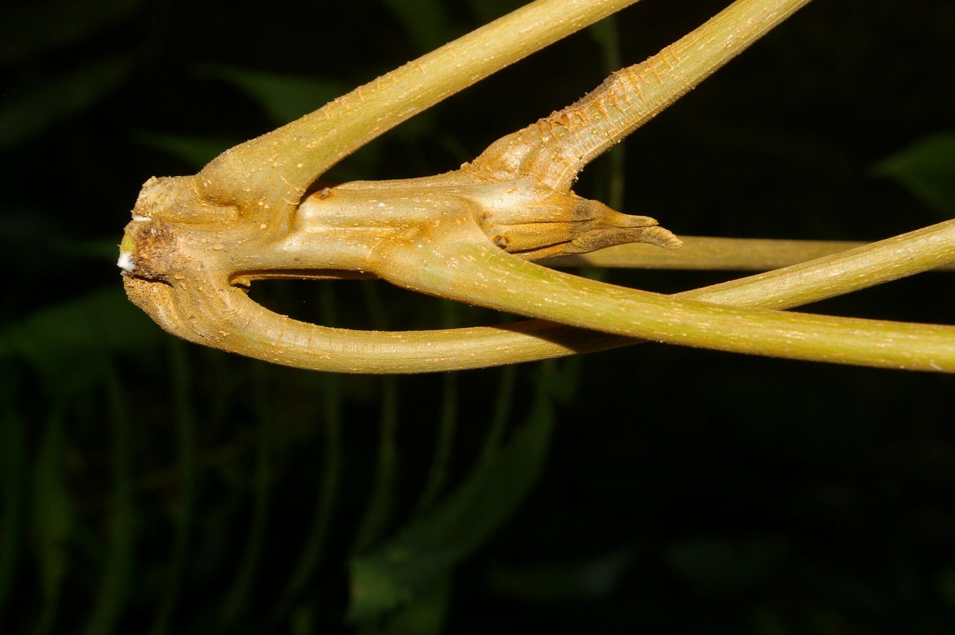Protium pecuniosum bark