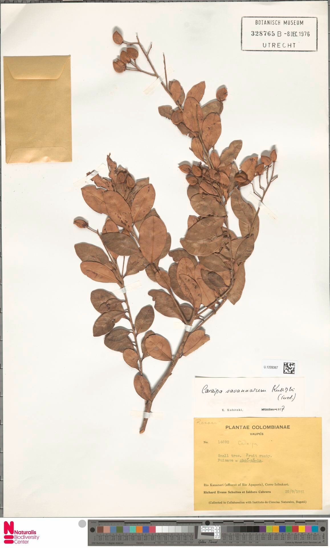 Caraipa savannarum fruit