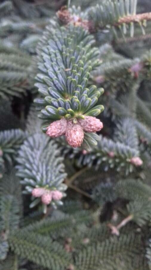 Abies numidica fruit