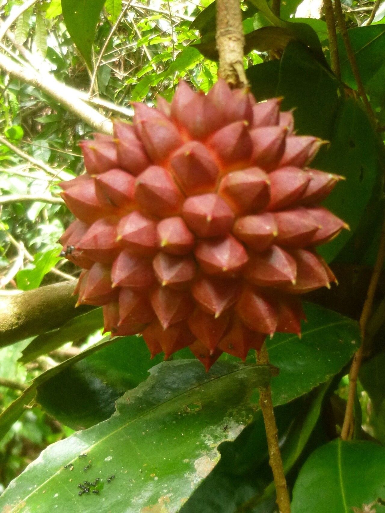 Duguetia quitarensis — houseplant care guide