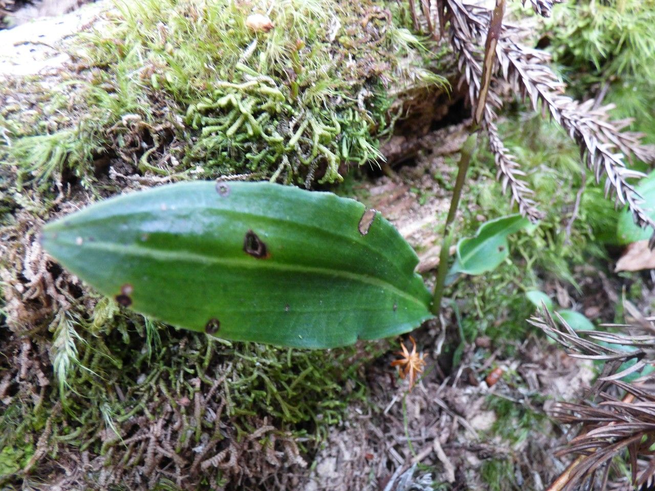 Cynorkis squamosa leaf