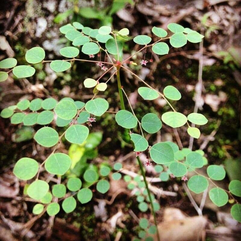 Phyllanthus dzumacensis leaf