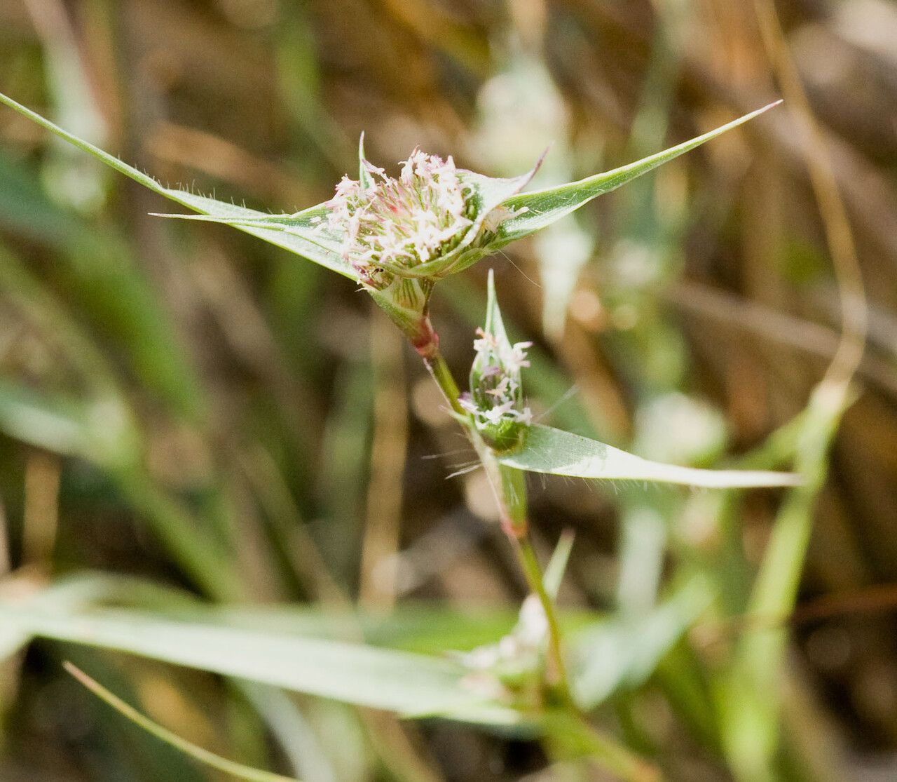 Crypsis aculeata flower