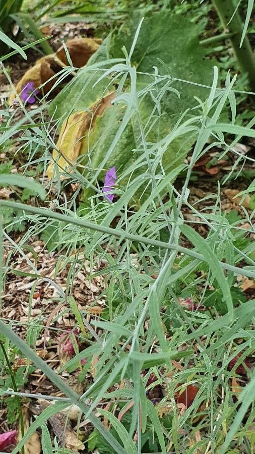 Agastache rupestris leaf