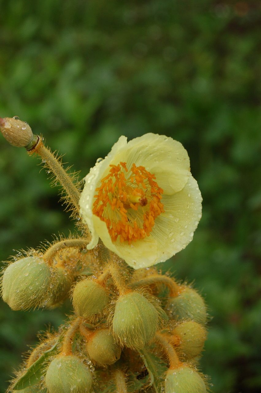 Papaver paniculatum flower