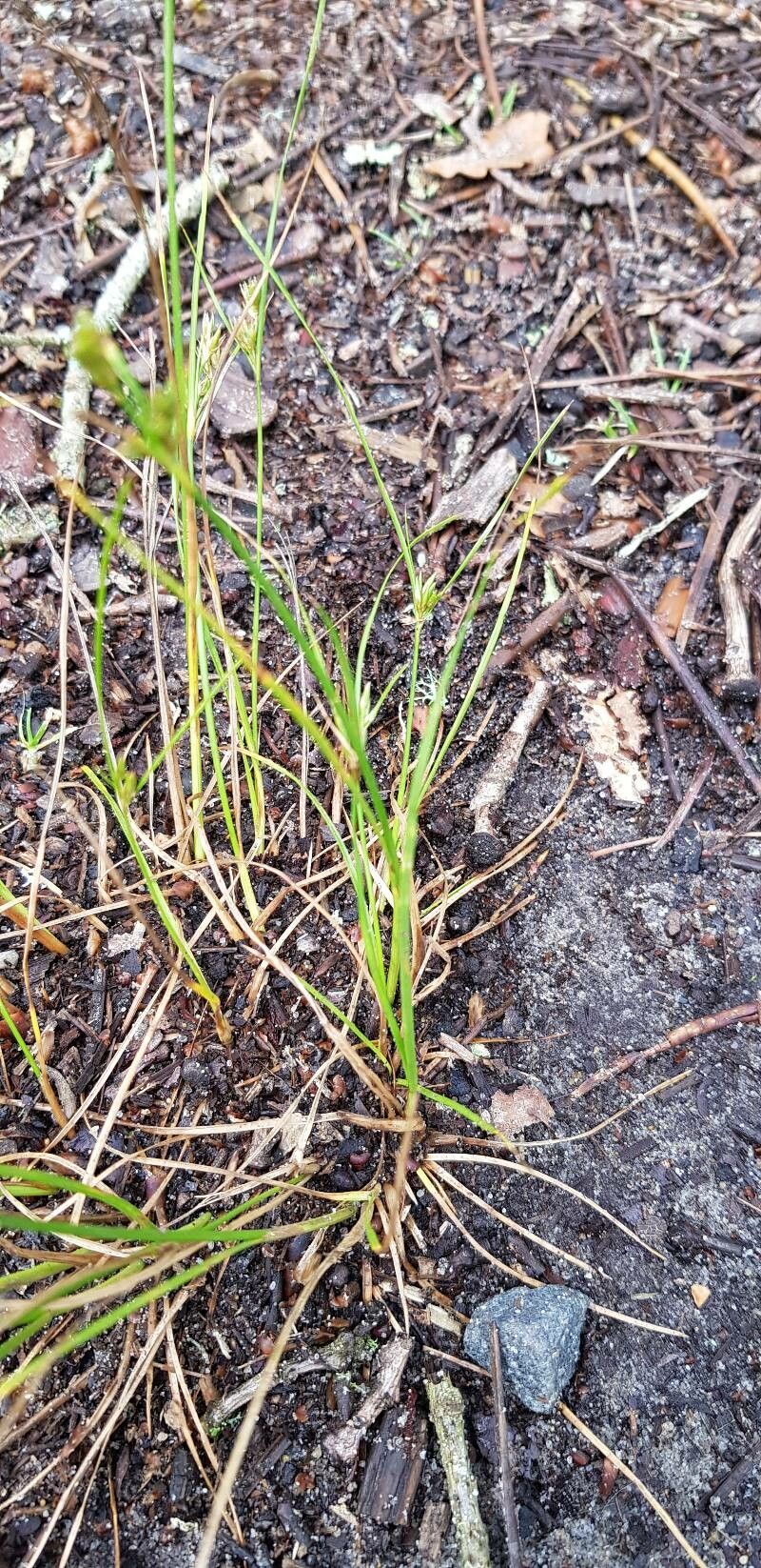 Juncus tenuis — search result for 'Juncus'